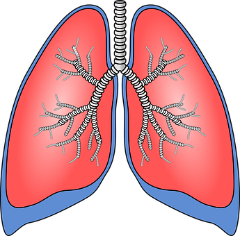 Human Respiratory System Lungs Illustration PNG