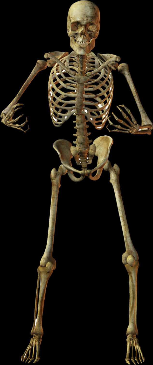 Human Skeleton Anatomy PNG