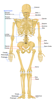 Human Skeleton Anatomy Chart PNG