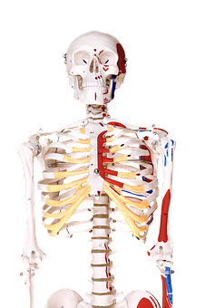 Human Skeleton Anatomy Education PNG