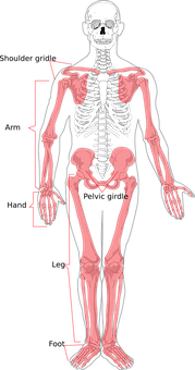 Human Skeleton Anatomy Illustration PNG