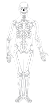 Human Skeleton Anatomy Illustration PNG