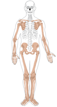 Human Skeleton Anatomy Illustration PNG