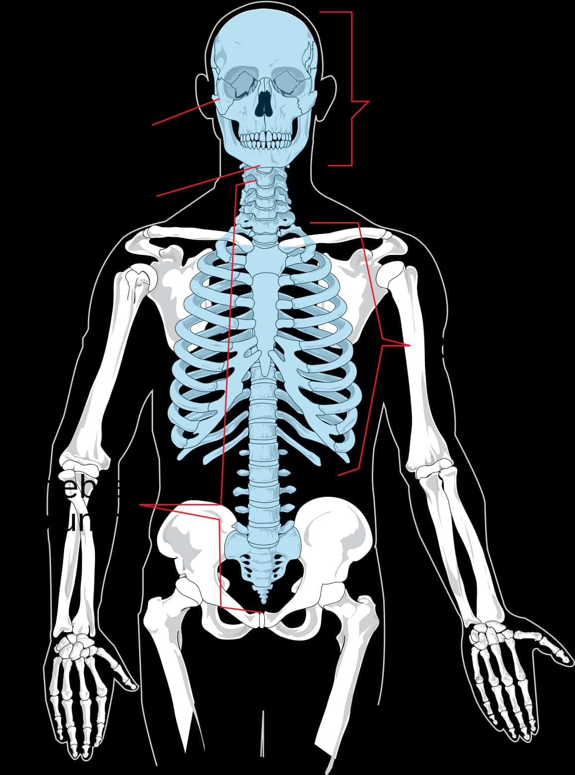 Human Skeleton Anatomy Illustration PNG