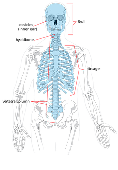 Human Skeleton Anatomy Illustration PNG