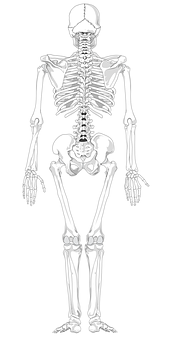 Human Skeleton Anatomy Illustration PNG