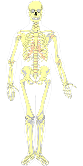 Human Skeleton Anatomy Illustration PNG