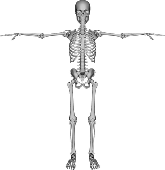 Human Skeleton Anatomy PNG