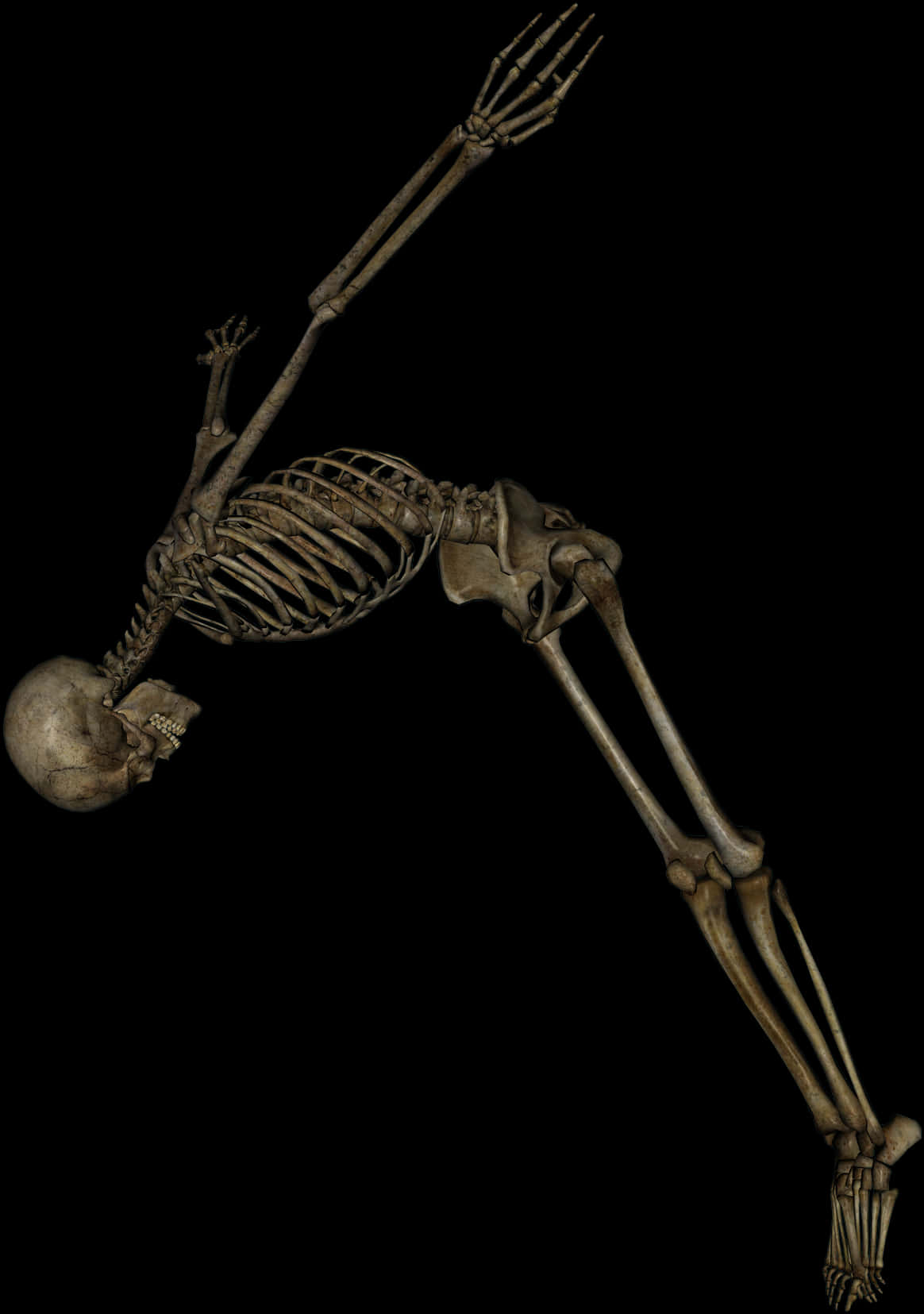 Human Skeleton Black Background PNG