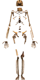 Human Skeleton Display PNG