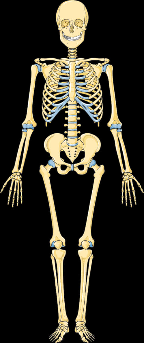 Human Skeleton Illustration PNG