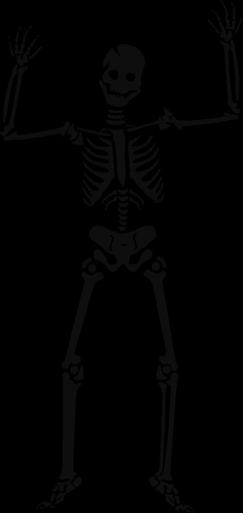 Human Skeleton Illustration PNG