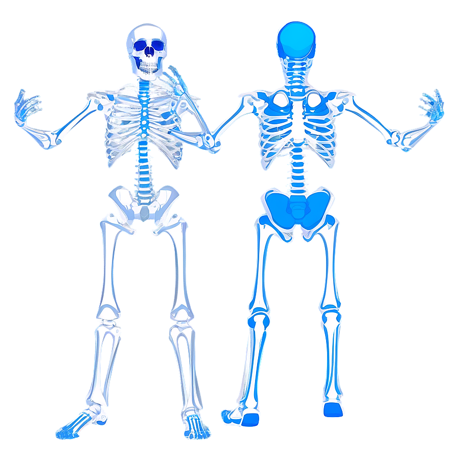 Human Skeleton In Dynamic Poses Png 06262024 PNG