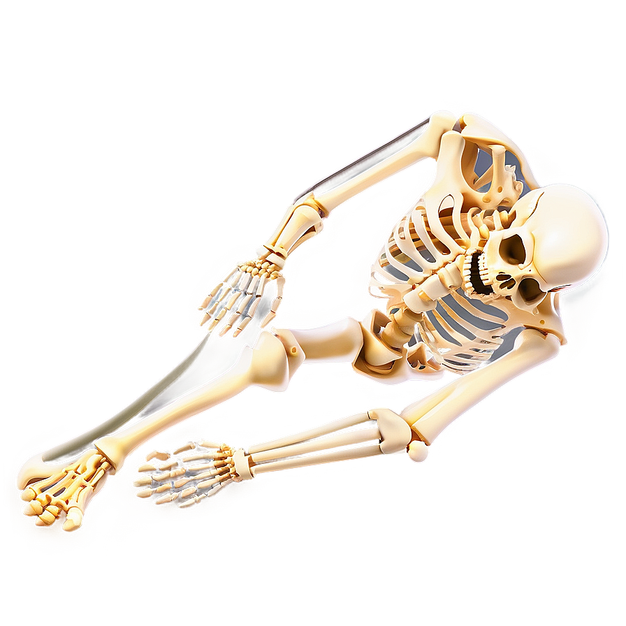 Human Skeleton In Motion Png Nej PNG