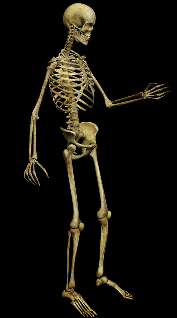 Human Skeleton Isolatedon Black PNG