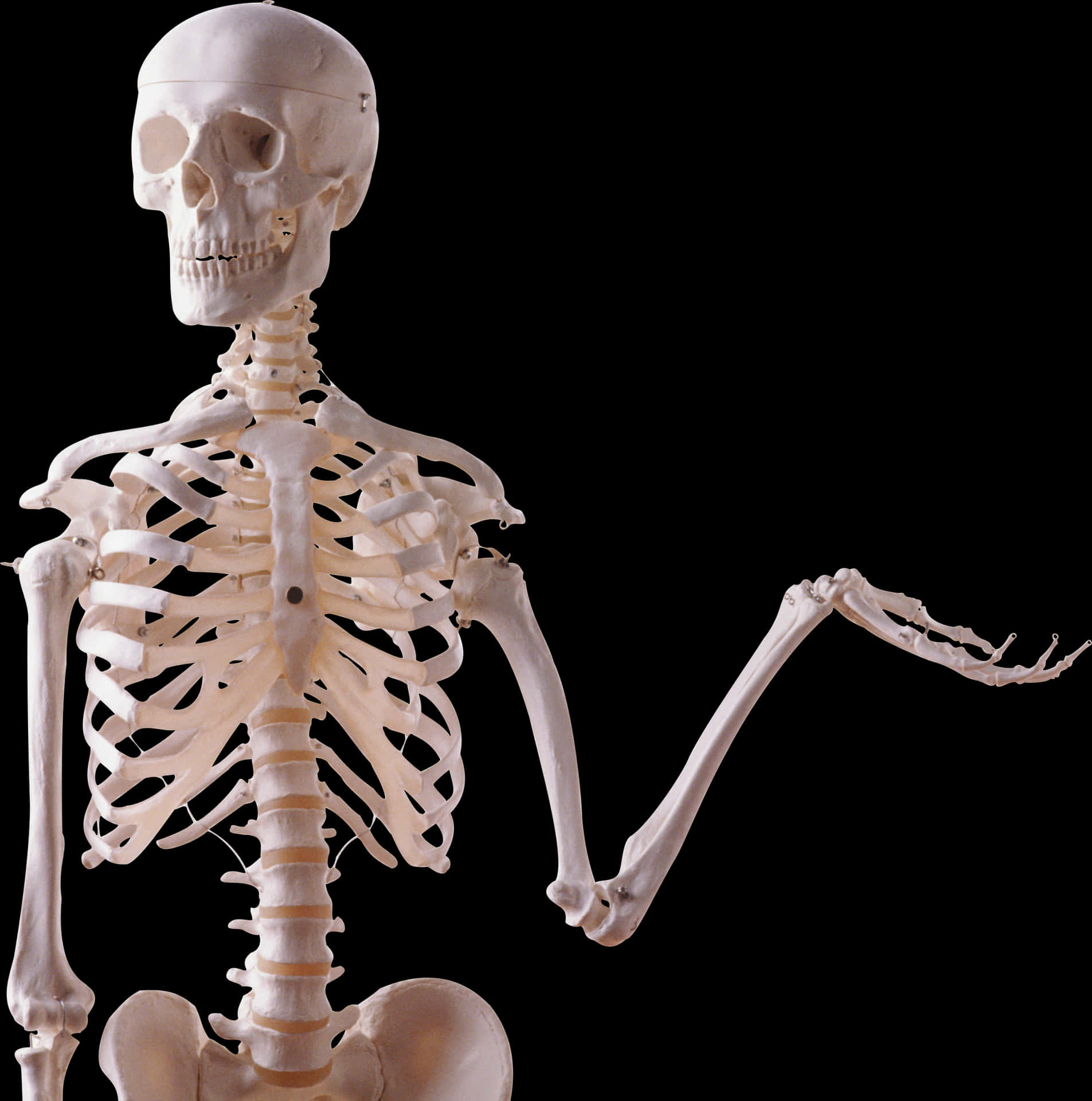 Human Skeleton Model Display PNG