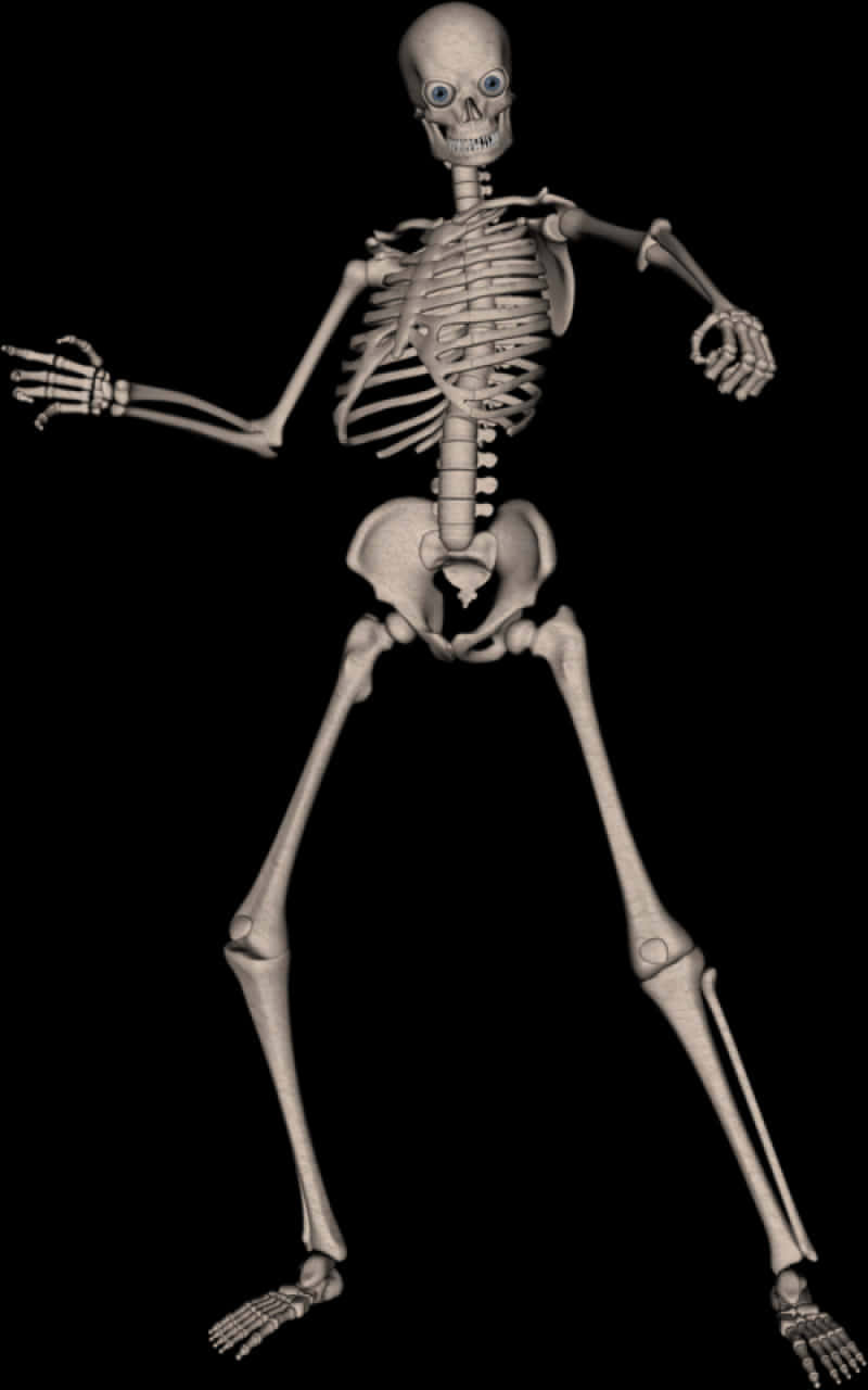 Human Skeleton Model Pose PNG