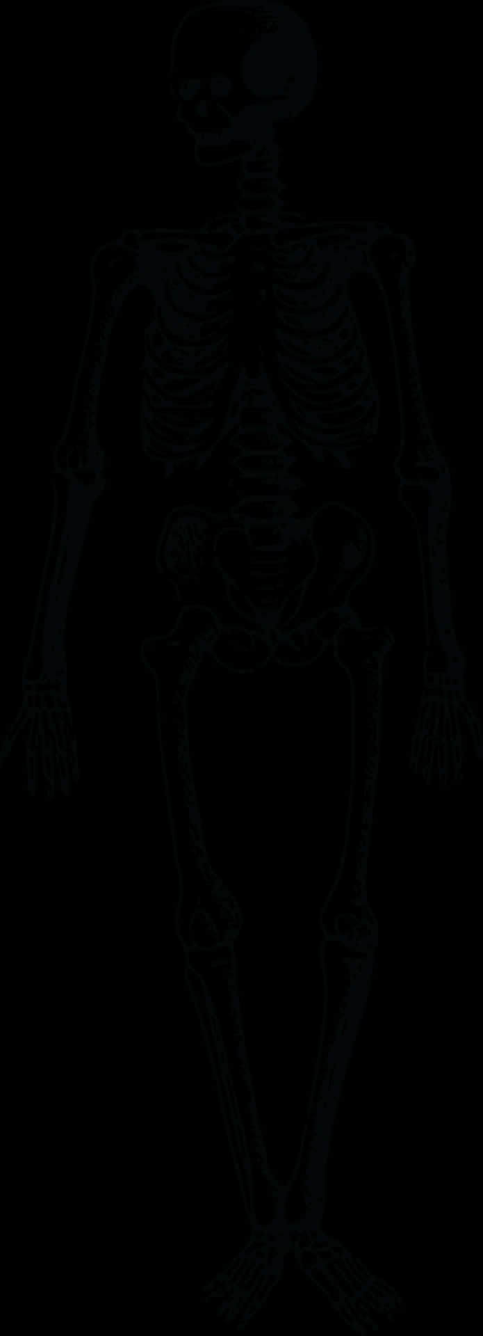 Human Skeleton Outline PNG