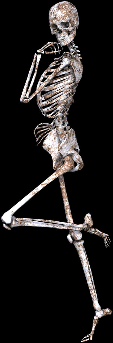 Human Skeleton Pondering Pose PNG