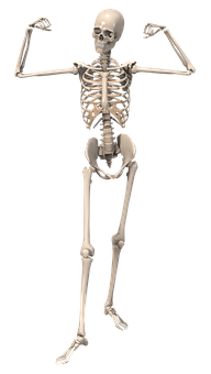 Human Skeleton Pose PNG