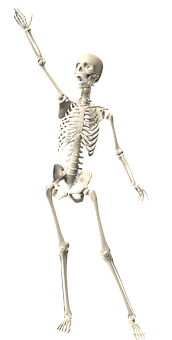 Human Skeleton Raising Hand PNG