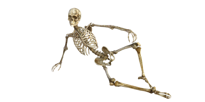 Human Skeleton Reclining Pose PNG