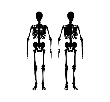 Human Skeleton Silhouettes PNG