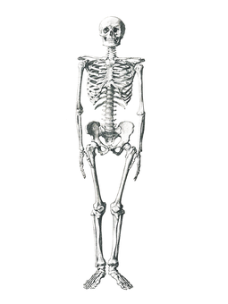 Human Skeleton Standing Dark Background PNG