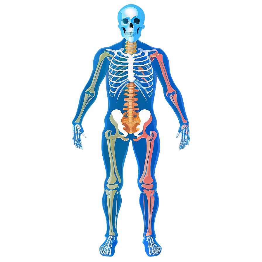 Human Skeleton With Nervous System Png 06262024 PNG