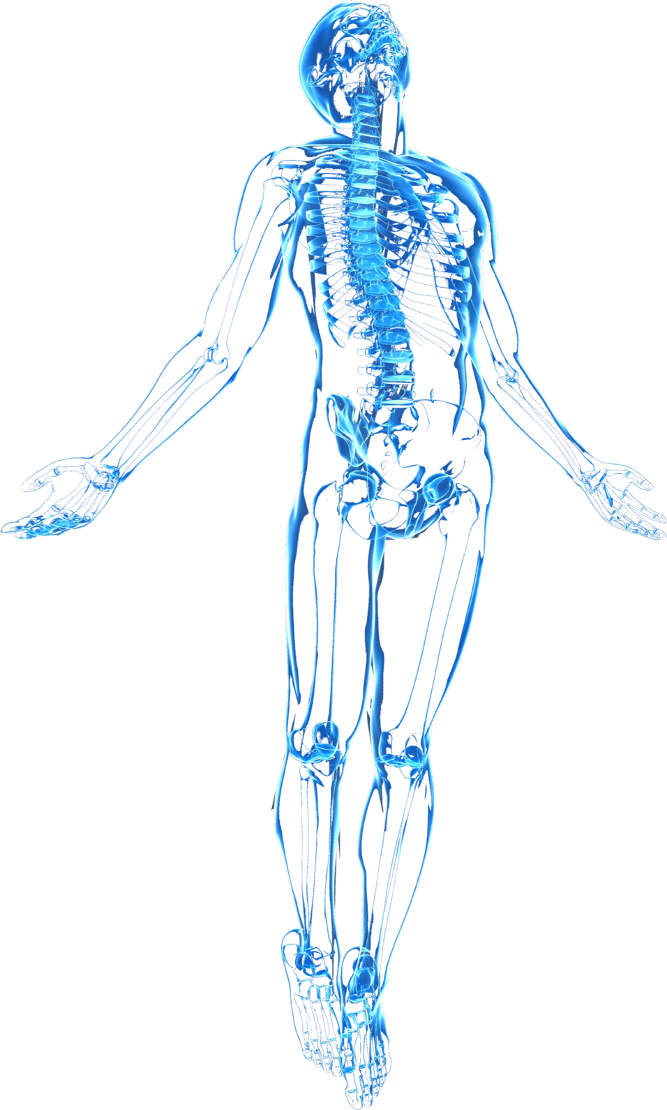 Human Skeleton X Ray View PNG