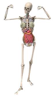 Human Skeletonwith Internal Organs Illustration PNG
