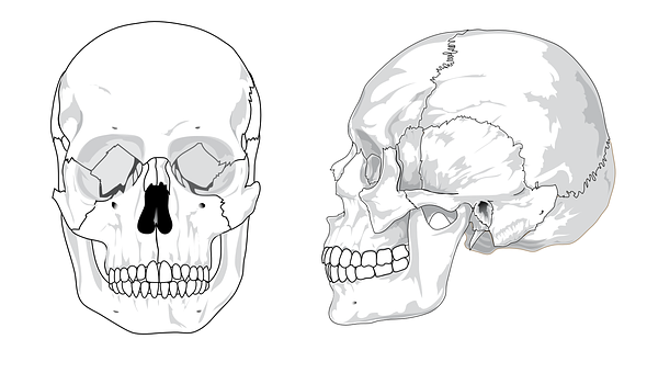 Human Skull Anatomy Illustration PNG