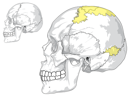Human Skull Anatomy Illustration PNG