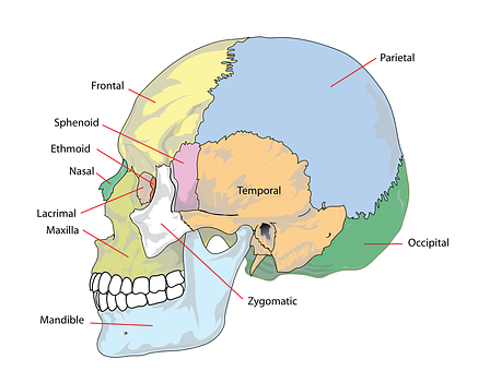 Human Skull Anatomy Labeled PNG