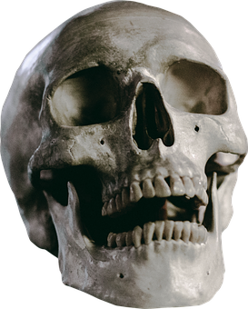 Human Skull Close Up PNG