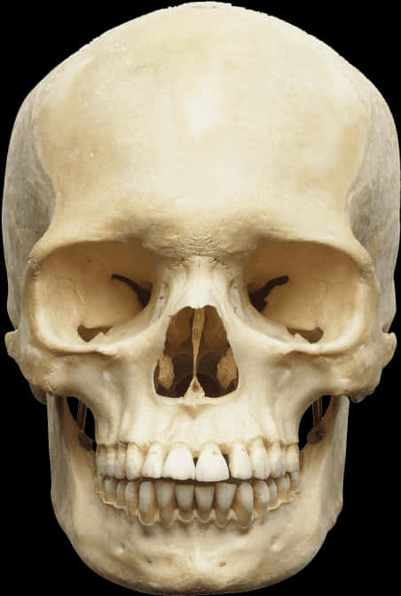 Human Skull Front View PNG