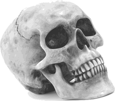 Human Skull Graphic Illustration PNG