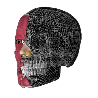 Human Skull Half Muscle Half Wireframe PNG
