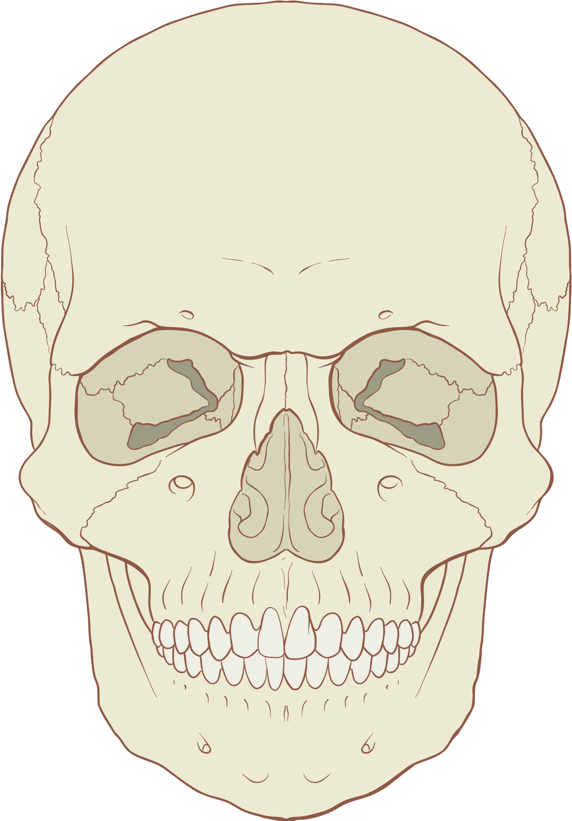 Human Skull Illustration PNG