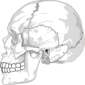 Human Skull Illustration PNG