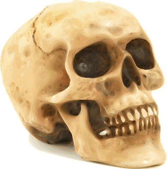 Human Skull Illustration PNG