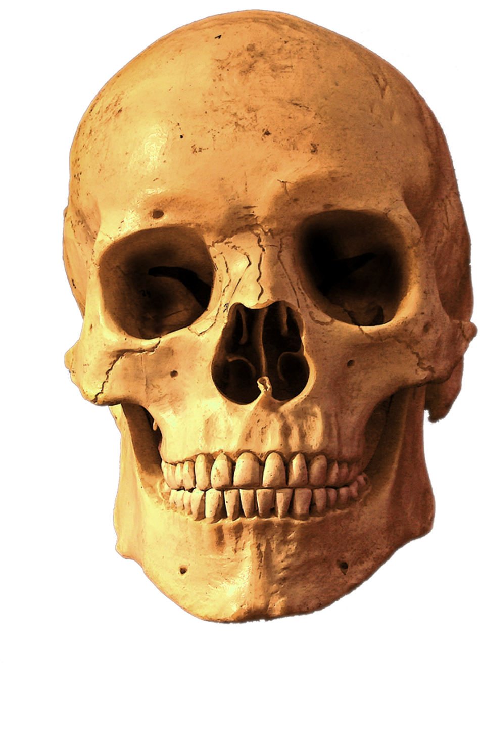 Human Skull Isolated Transparent Background PNG
