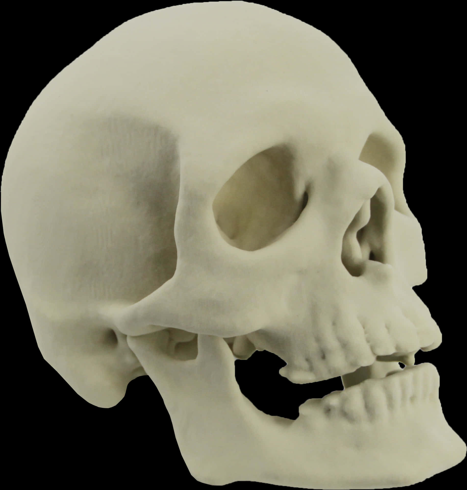 Human Skull Model Side View PNG