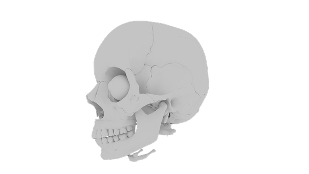 Human Skull Model Side View PNG