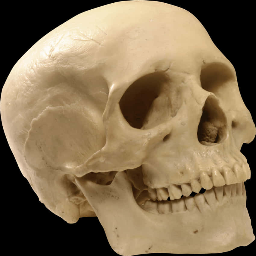 Human Skull Profile View PNG