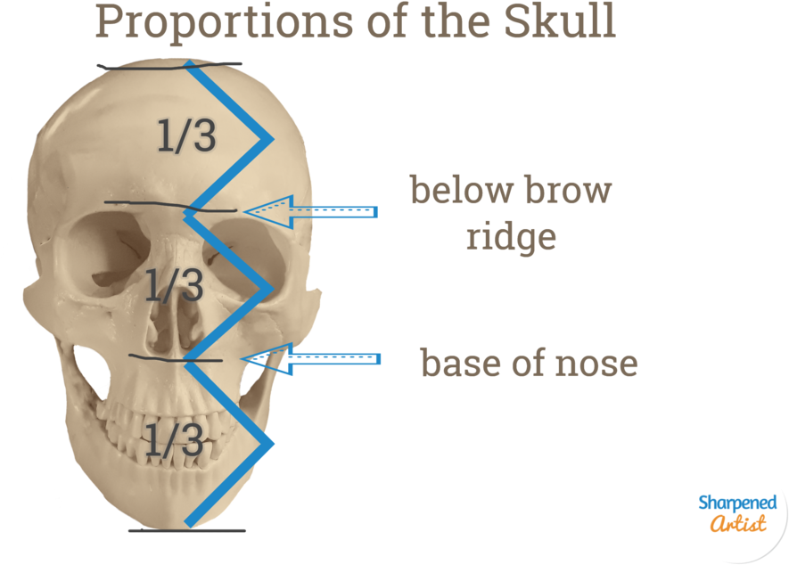 Human Skull Proportions Educational Illustration PNG