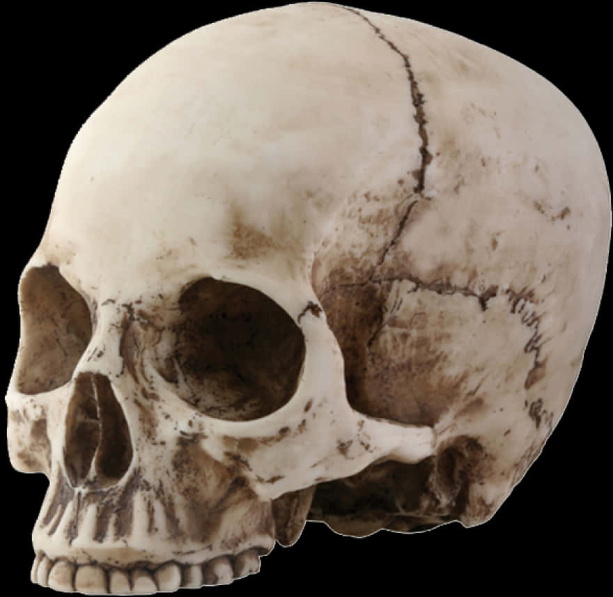 Human Skull Side View PNG