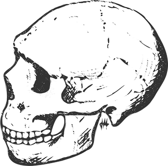 Human Skull Side View Graphic PNG