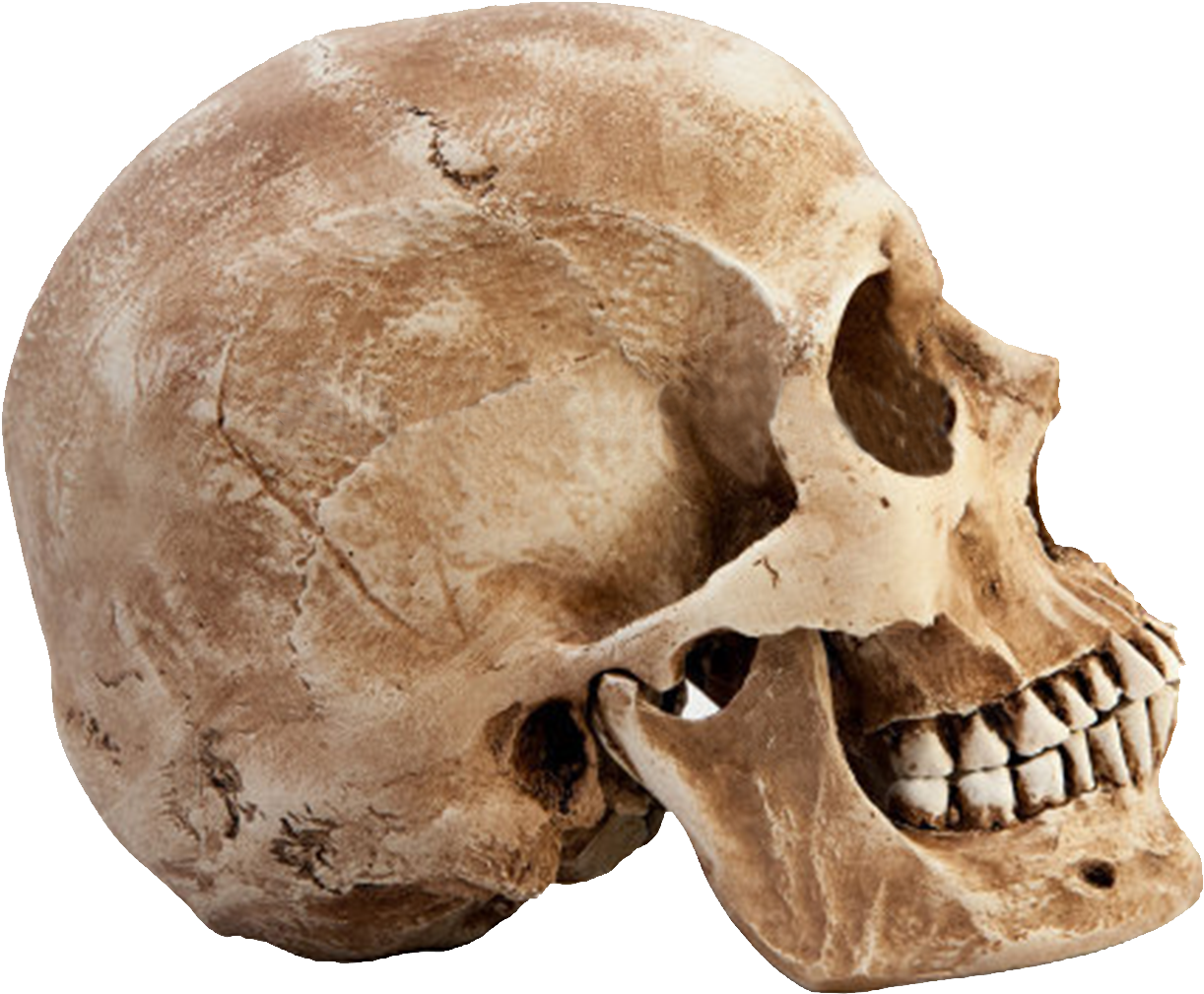 Human Skull Side View.png PNG