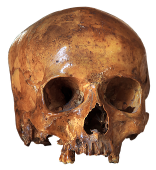 Human Skull Specimen PNG